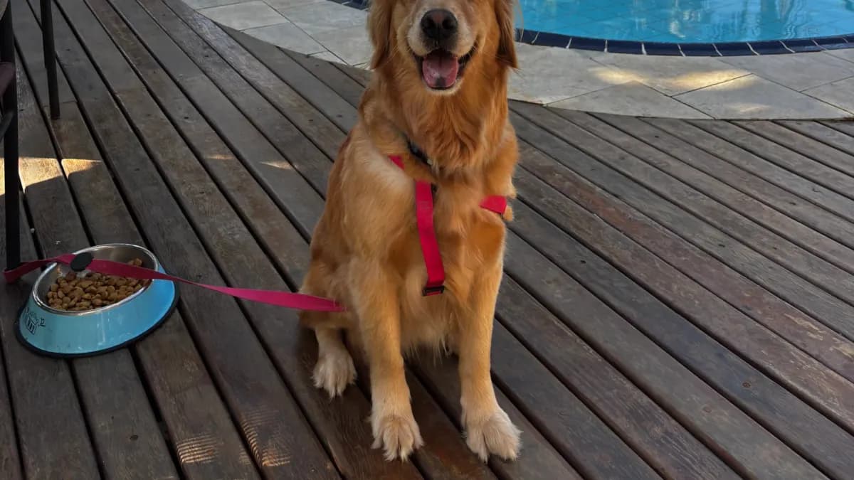 Golden retriever de peitoral rosa sentado no deck de madeira ao lado da piscina, com pote de ração, na Pousada Toca da Praia, em Maresias