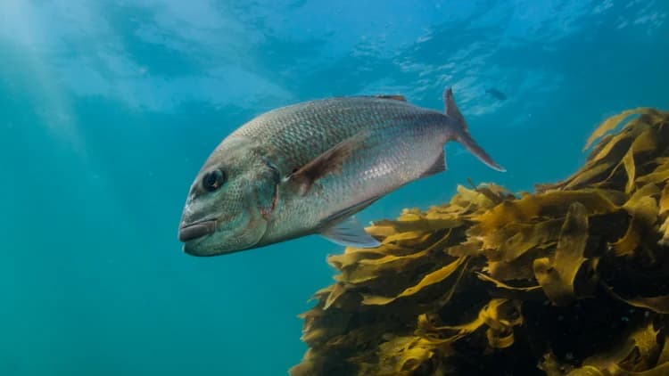 Try Scuba Diving – Ilha das Cabras