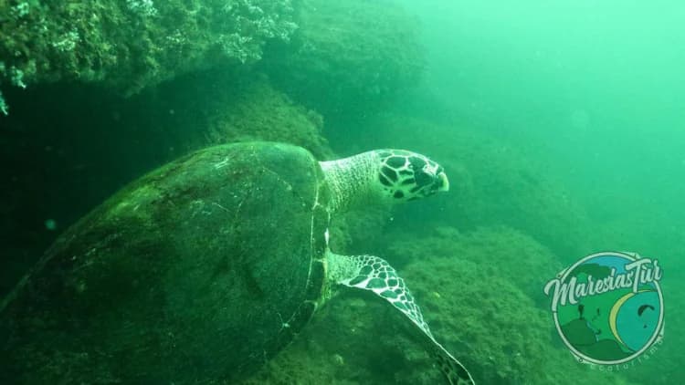 Tartaruga-marinha nada junto a rochas cobertas de algas, em água esverdeada, na Ilha das Cabras, em Ilhabela
