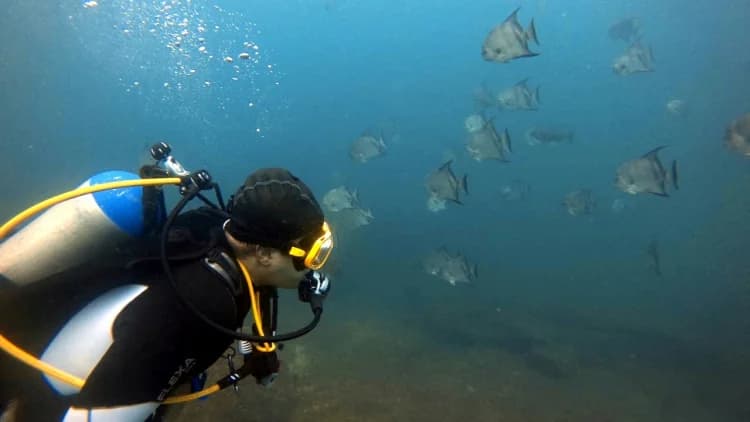 Mergulhador de máscara e cilindro observa um cardume de peixes prateados em água azul-esverdeada, na Ilha das Cabras, em Ilhabela